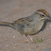 Rufous-crowned Sparrow